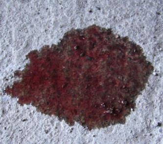 Transmission leaks will be a red colored puddle on cement
